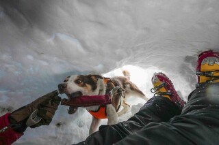 Avalanche rescue dog